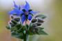 La borragine, col caratteristico fiore blu a forma di stella
