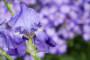 L'iris, il fiore blu dai petali che ricordano ali di farfalla