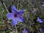 La lithodora, la pianta con fiori blu dalla conformazione campanulare, i quali frontalmente sembrano stelle (fonte: wikipedia.org)