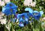 Meconopsis: la pianta con fiori blu che ricordano i papaveri