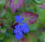 La ceratostigma: la pianta con fiorellini blu intenso