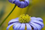 L'Agatea, con la tipologia di fiore blu che la contraddistingue