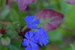La Ceratostigma: la pianta con fiorellini blu intenso