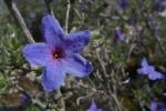La LIthodora, la pianta con fiori blu dalla conformazione campanulare, i quali frontalmente sembrano stelle (fonte: wikipedia.org)