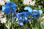 Meconopsis: la pianta con fiori blu che ricordano i papaveri