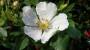 Rosa selvatica bianca – Foto: Pixabay