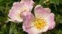 Rosa canina botanica - Foto: Pixabay