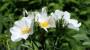 Rosa canina fiori bianchi - Foto: Pixabay