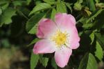 Rosa canina bicolore - Foto: Unsplash