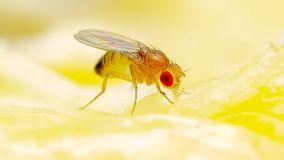 Eliminare i moscerini della frutta con vari rimedi naturali