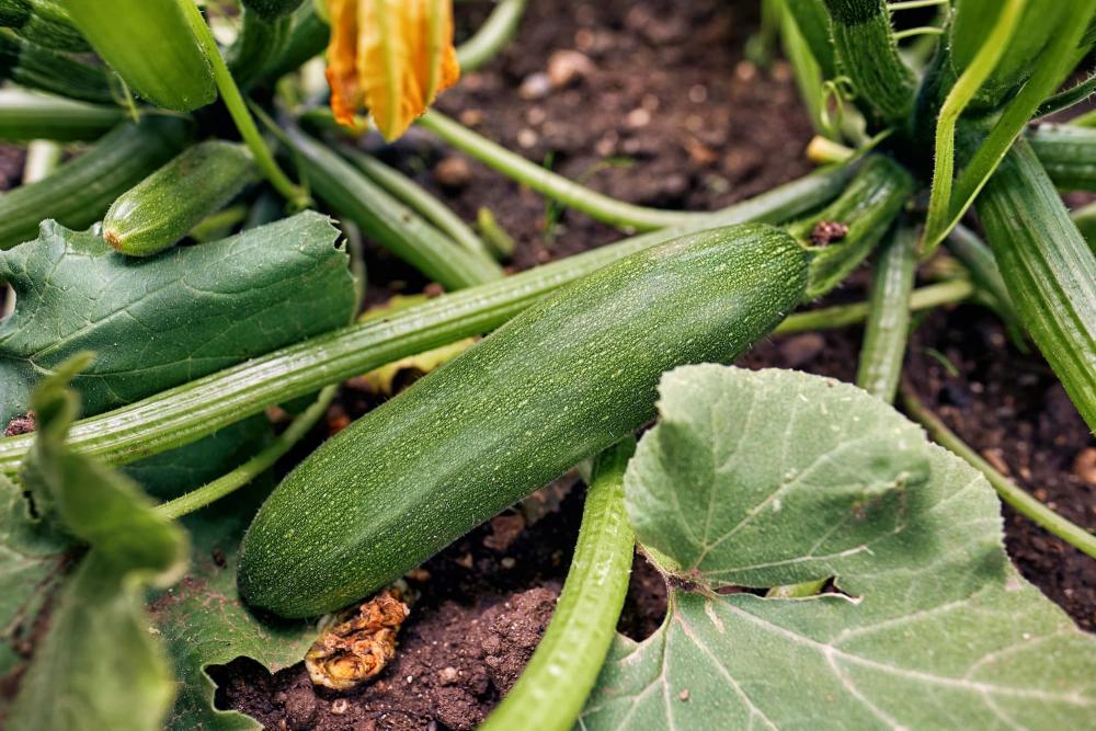 Zucchine pronte da cogliere