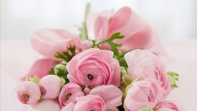 I migliori fiori rosa da balcone e giardino