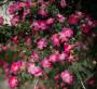 La Dipladenia splendens, meravigliosa pianta rampicante dai fiori rosa