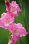 Un meraviglioso fiore rosa: il Gladiolo si trova anche in questa tonalità