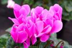 Tra le piante con fiori rosa, i ciclamini rosa sono senz'altro da considerare