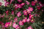 La Dipladenia splendens, meravigliosa pianta rampicante dai fiori color rosa