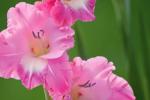 Un meraviglioso fiore rosa: il Gladiolo si trova anche in questa tonalità