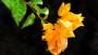 Pianta bouganville arancione - Foto: Pixabay