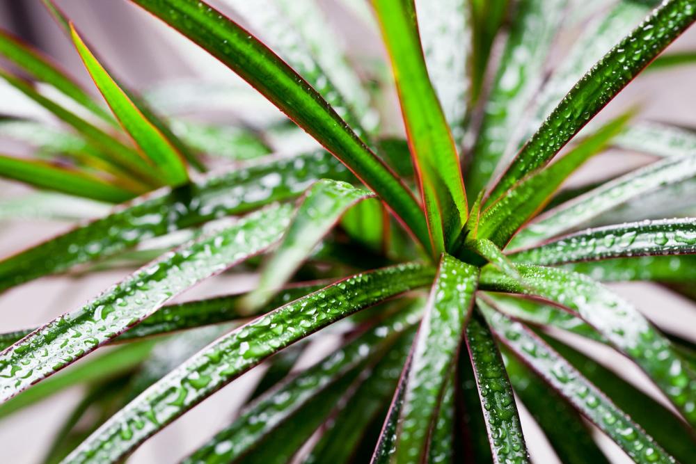 Dracena pianta esotica molto decorativa - Foto Pixabay