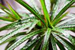 Dracena pianta esotica molto decorativa - Foto Pixabay