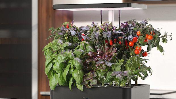 Vasi smart per piante, funzionamento e caratteristiche