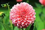 Fiore di Dalia. Foto by Pixabay
