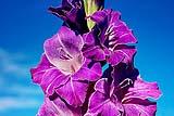 Gladioli in fiore: foto by Pixabay