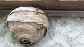 Nido di vespe in casa: come eliminarlo e quali prodotti usare