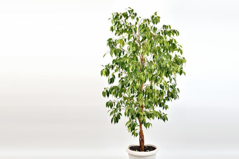 Ficus benjamin, pianta d'appartamento