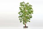 Ficus benjamin, pianta d'appartamento