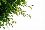 Ficus  benjamin, dettaglio foglie