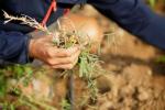 Pratichiamo un'adeguata sarchiatura del terreno, per le piante di melanzane