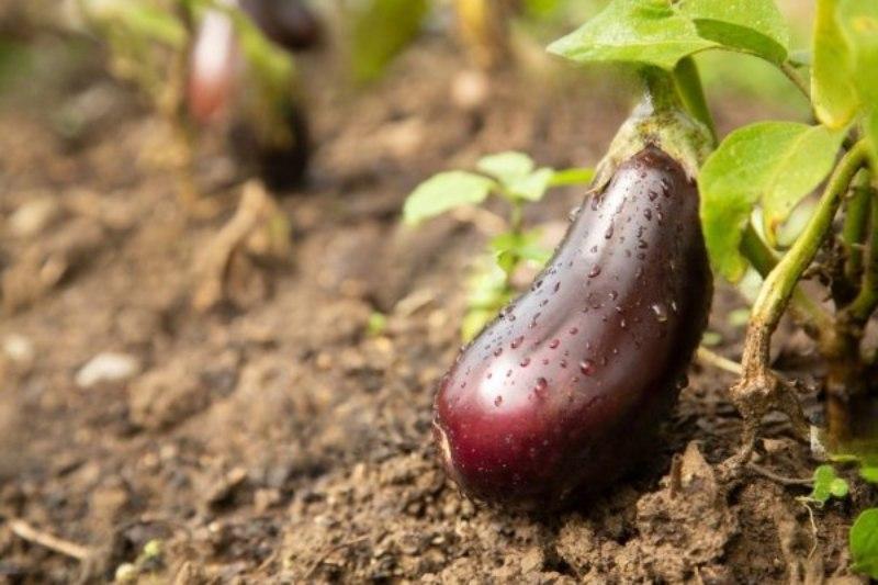 Vediamo quale tipo di concime per le melanzane sviluppate in modo sano