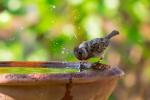 Un passerotto che va a bagnarsi a una fonte in giardino