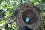Un nido di pettirosso, con un uovo deposto, in un cespuglio di mirtilli
