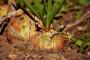 Coltivazione cipolle nell'orto - Foto Pixabay