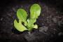 Coltivazione valeriana, germoglio - Foto Pixabay