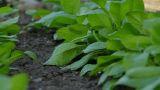Coltivazione nell'orto degli spinaci