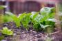 Coltivazione spinaci nell'orto - Foto Pixabay