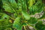 Spinaci dalle foglie grandi - Pixabay