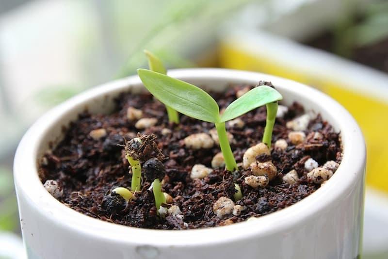 Germoglio pianta spinaci - Pixabay