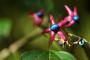 Clerodendro, bacche - Pixabay