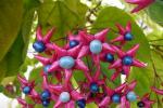 Frutto del clerodendro - Foto Pixabay