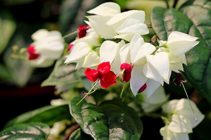 Clerodendron - Foto Pixabay