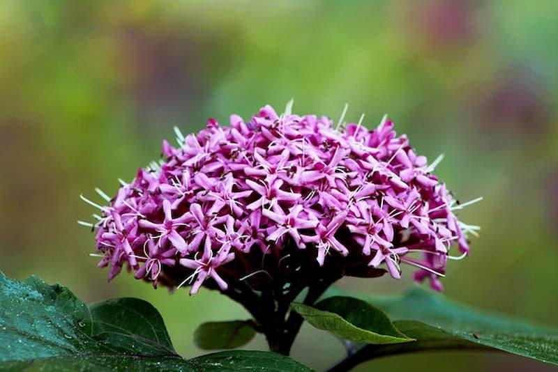 Clerodendrum bungeii - Foto Pixabay