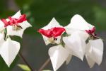 Clerodendrum thomsoniae - Foto Pixabay