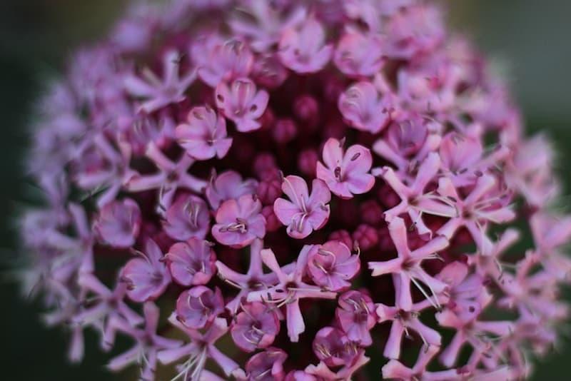 Primo piano di clerodendrum bungeii - Foto Pixabay