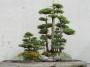Piante giapponesi bonsai -Pixabay