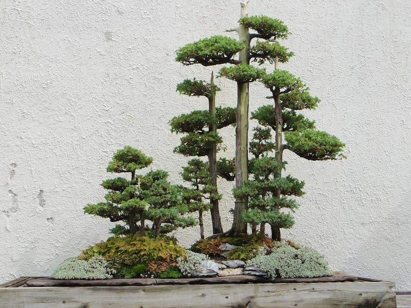 Piante giapponesi bonsai - Pixabay