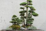 Piante giapponesi bonsai - Pixabay